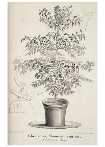 Reproducción/Reproduction 49684225121: L'Illustration horticole :. Gand, Belgium :Imprimerie et lithographie de F. et E. Gyselnyck,1854-1896.. 