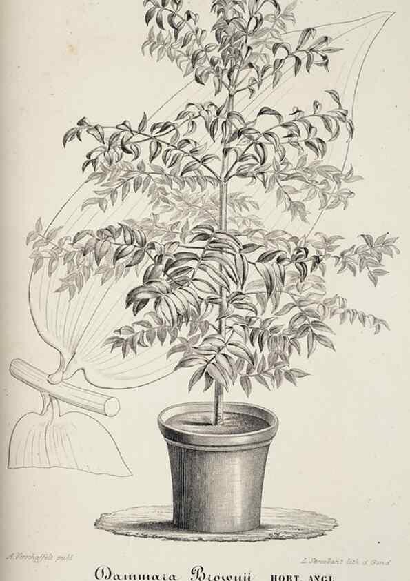 Reproducción/Reproduction 49684225121: L'Illustration horticole :. Gand, Belgium :Imprimerie et lithographie de F. et E. Gyselnyck,1854-1896.. 