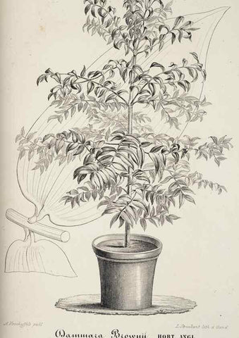 Reproducción/Reproduction 49684225121: L'Illustration horticole :. Gand, Belgium :Imprimerie et lithographie de F. et E. Gyselnyck,1854-1896.. 