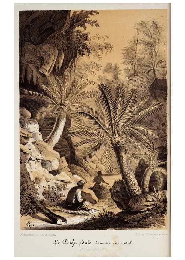 Reproducción/Reproduction 49684225521: L'Illustration horticole :. Gand, Belgium :Imprimerie et lithographie de F. et E. Gyselnyck,1854-1896.. 