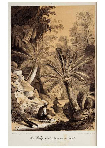 Reproducción/Reproduction 49684225521: L'Illustration horticole :. Gand, Belgium :Imprimerie et lithographie de F. et E. Gyselnyck,1854-1896.. 