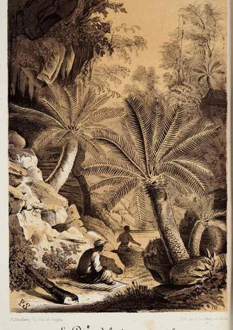 Reproducción/Reproduction 49684225521: L'Illustration horticole :. Gand, Belgium :Imprimerie et lithographie de F. et E. Gyselnyck,1854-1896.. 