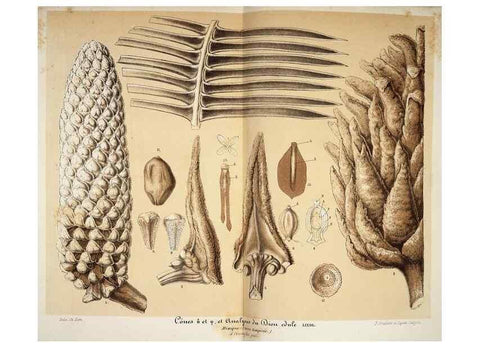 Reproducción/Reproduction 49684519847: L'Illustration horticole :. Gand, Belgium :Imprimerie et lithographie de F. et E. Gyselnyck,1854-1896.. 
