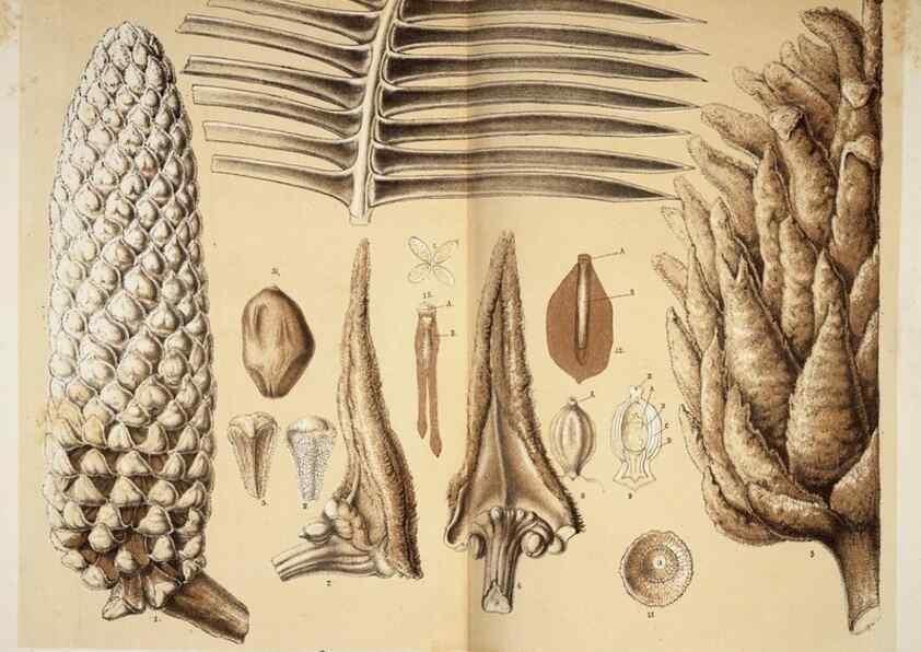 Reproducción/Reproduction 49684519847: L'Illustration horticole :. Gand, Belgium :Imprimerie et lithographie de F. et E. Gyselnyck,1854-1896.. 
