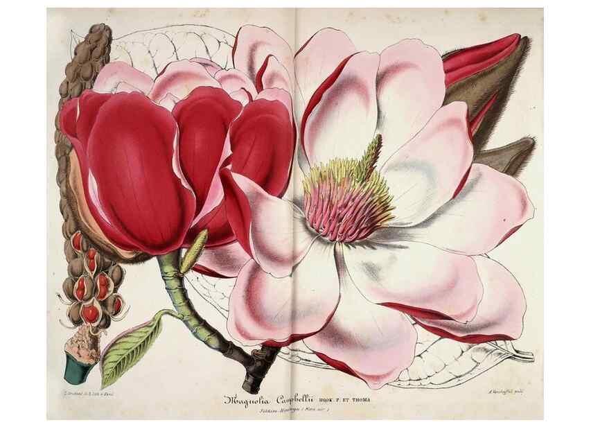 Reproducción/Reproduction 49683787973: L'Illustration horticole :. Gand, Belgium :Imprimerie et lithographie de F. et E. Gyselnyck,1854-1896.. 
