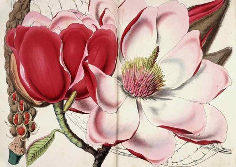 Reproducción/Reproduction 49683787973: L'Illustration horticole :. Gand, Belgium :Imprimerie et lithographie de F. et E. Gyselnyck,1854-1896.. 