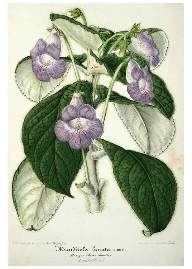 Reproducción/Reproduction 49684621252: L'Illustration horticole :. Gand, Belgium :Imprimerie et lithographie de F. et E. Gyselnyck,1854-1896.. 