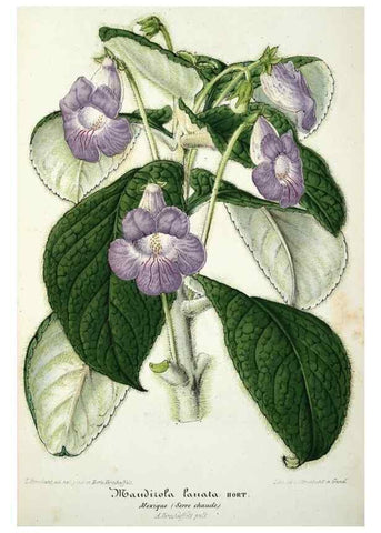 Reproducción/Reproduction 49684621252: L'Illustration horticole :. Gand, Belgium :Imprimerie et lithographie de F. et E. Gyselnyck,1854-1896.. 