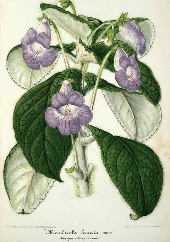 Reproducción/Reproduction 49684621252: L'Illustration horticole :. Gand, Belgium :Imprimerie et lithographie de F. et E. Gyselnyck,1854-1896.. 