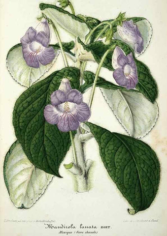 Reproducción/Reproduction 49684621252: L'Illustration horticole :. Gand, Belgium :Imprimerie et lithographie de F. et E. Gyselnyck,1854-1896.. 
