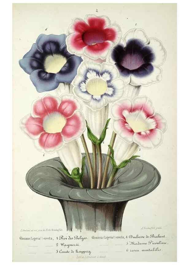 Reproducción/Reproduction 49684325566: L'Illustration horticole :. Gand, Belgium :Imprimerie et lithographie de F. et E. Gyselnyck,1854-1896.. 
