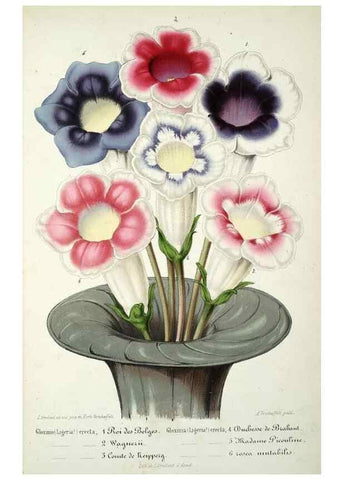 Reproducción/Reproduction 49684325566: L'Illustration horticole :. Gand, Belgium :Imprimerie et lithographie de F. et E. Gyselnyck,1854-1896.. 
