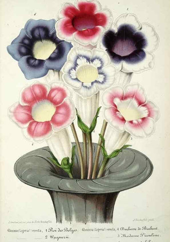 Reproducción/Reproduction 49684325566: L'Illustration horticole :. Gand, Belgium :Imprimerie et lithographie de F. et E. Gyselnyck,1854-1896.. 