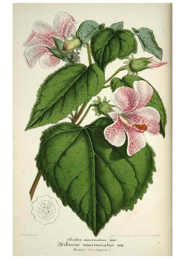 Reproducción/Reproduction 49684622042: L'Illustration horticole :. Gand, Belgium :Imprimerie et lithographie de F. et E. Gyselnyck,1854-1896.. 
