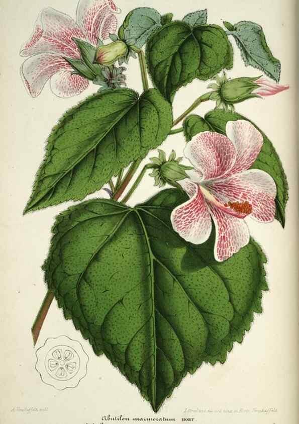Reproducción/Reproduction 49684622042: L'Illustration horticole :. Gand, Belgium :Imprimerie et lithographie de F. et E. Gyselnyck,1854-1896.. 