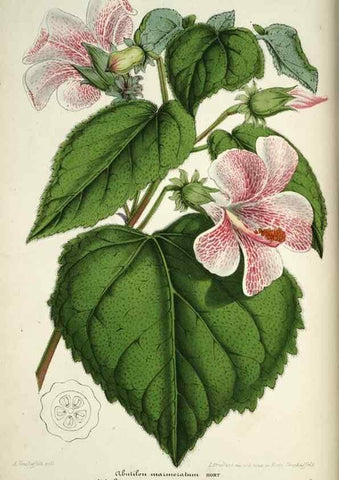 Reproducción/Reproduction 49684622042: L'Illustration horticole :. Gand, Belgium :Imprimerie et lithographie de F. et E. Gyselnyck,1854-1896.. 