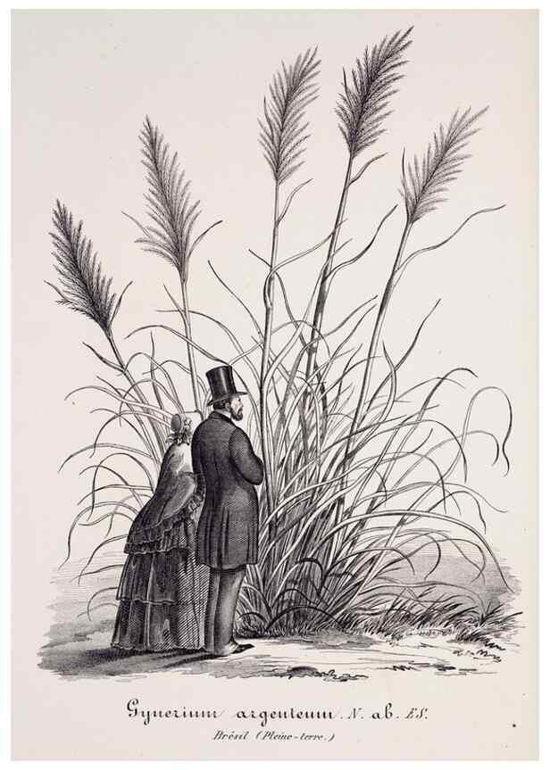 Reproducción/Reproduction 49683686128: L'Illustration horticole :. Gand, Belgium :Imprimerie et lithographie de F. et E. Gyselnyck,1854-1896.. 