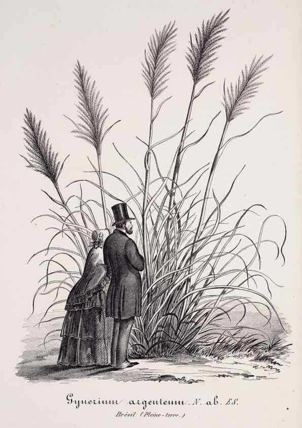 Reproducción/Reproduction 49683686128: L'Illustration horticole :. Gand, Belgium :Imprimerie et lithographie de F. et E. Gyselnyck,1854-1896.. 