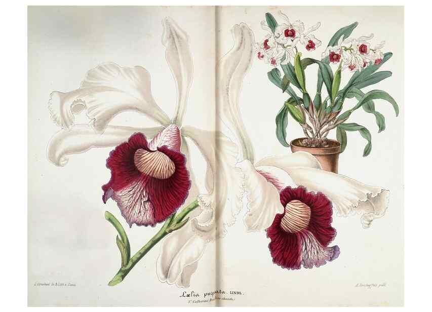 Reproducción/Reproduction 49683789193: L'Illustration horticole :. Gand, Belgium :Imprimerie et lithographie de F. et E. Gyselnyck,1854-1896.. 