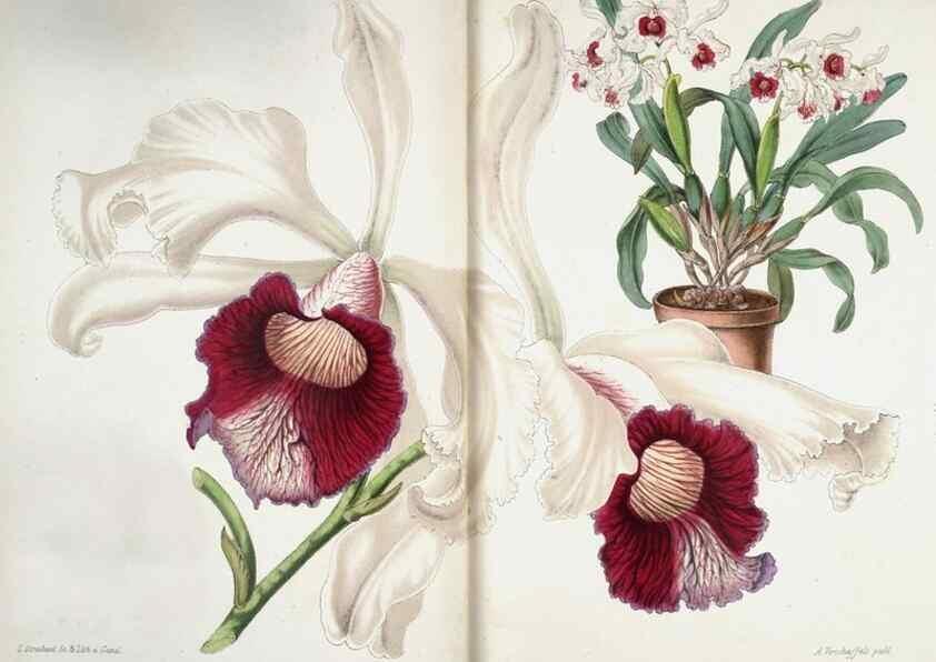 Reproducción/Reproduction 49683789193: L'Illustration horticole :. Gand, Belgium :Imprimerie et lithographie de F. et E. Gyselnyck,1854-1896.. 
