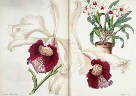 Reproducción/Reproduction 49683789193: L'Illustration horticole :. Gand, Belgium :Imprimerie et lithographie de F. et E. Gyselnyck,1854-1896.. 