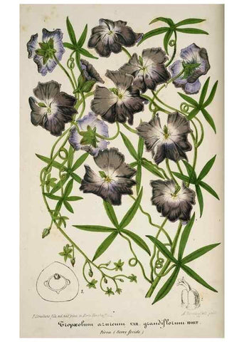 Reproducción/Reproduction 49684326676: L'Illustration horticole :. Gand, Belgium :Imprimerie et lithographie de F. et E. Gyselnyck,1854-1896.. 