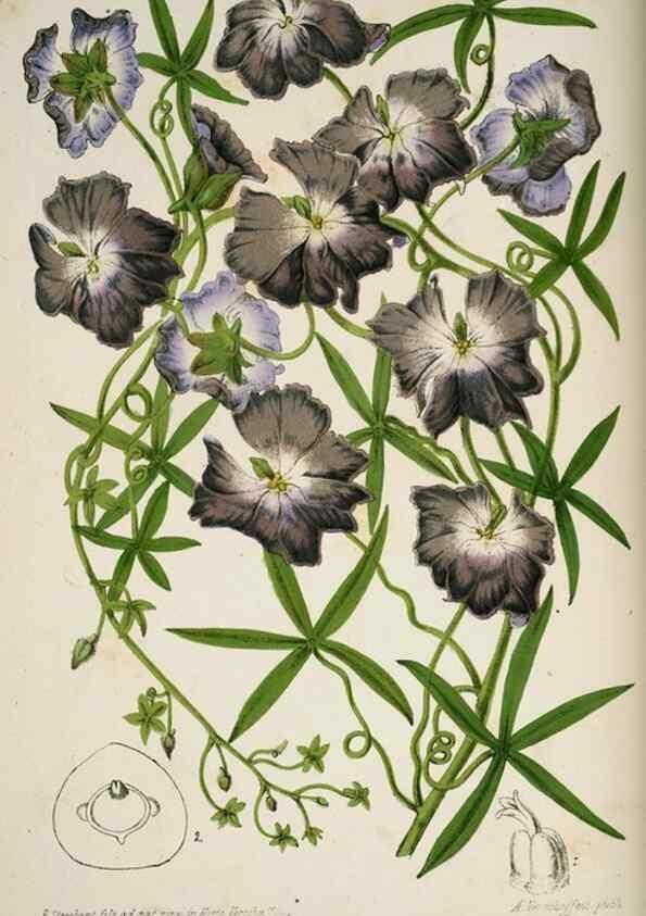 Reproducción/Reproduction 49684326676: L'Illustration horticole :. Gand, Belgium :Imprimerie et lithographie de F. et E. Gyselnyck,1854-1896.. 