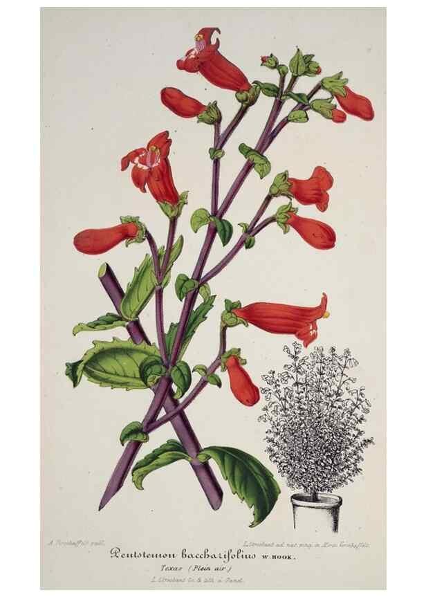 Reproducción/Reproduction 49684623137: L'Illustration horticole :. Gand, Belgium :Imprimerie et lithographie de F. et E. Gyselnyck,1854-1896.. 
