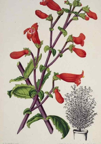 Reproducción/Reproduction 49684623137: L'Illustration horticole :. Gand, Belgium :Imprimerie et lithographie de F. et E. Gyselnyck,1854-1896.. 