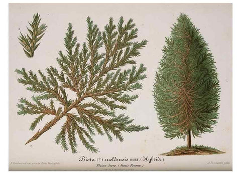 Reproducción/Reproduction 49683790293: L'Illustration horticole :. Gand, Belgium :Imprimerie et lithographie de F. et E. Gyselnyck,1854-1896.. 