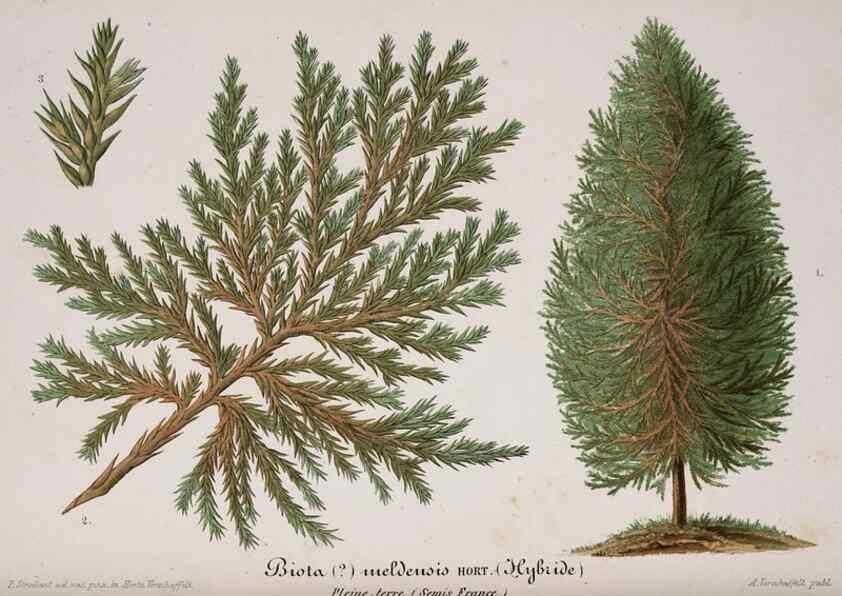 Reproducción/Reproduction 49683790293: L'Illustration horticole :. Gand, Belgium :Imprimerie et lithographie de F. et E. Gyselnyck,1854-1896.. 