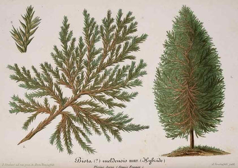 Reproducción/Reproduction 49683790293: L'Illustration horticole :. Gand, Belgium :Imprimerie et lithographie de F. et E. Gyselnyck,1854-1896.. 
