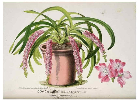 Reproducción/Reproduction 49684623557: L'Illustration horticole :. Gand, Belgium :Imprimerie et lithographie de F. et E. Gyselnyck,1854-1896.. 