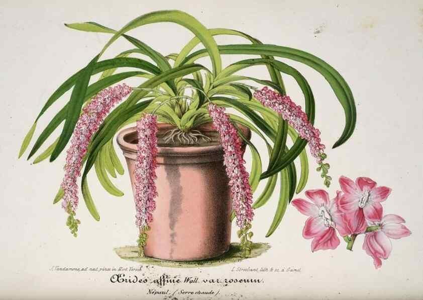 Reproducción/Reproduction 49684623557: L'Illustration horticole :. Gand, Belgium :Imprimerie et lithographie de F. et E. Gyselnyck,1854-1896.. 