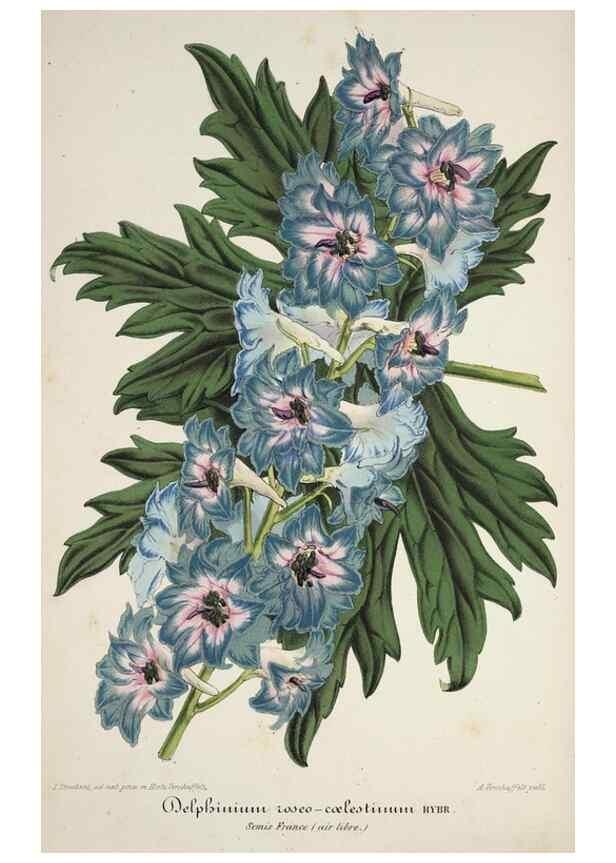 Reproducción/Reproduction 49684327641: L'Illustration horticole :. Gand, Belgium :Imprimerie et lithographie de F. et E. Gyselnyck,1854-1896.. 