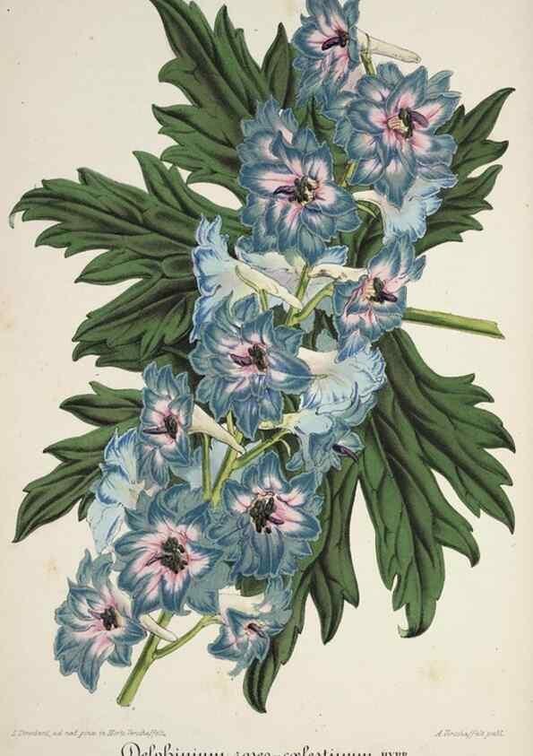 Reproducción/Reproduction 49684327641: L'Illustration horticole :. Gand, Belgium :Imprimerie et lithographie de F. et E. Gyselnyck,1854-1896.. 