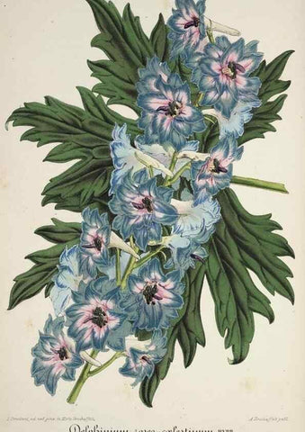 Reproducción/Reproduction 49684327641: L'Illustration horticole :. Gand, Belgium :Imprimerie et lithographie de F. et E. Gyselnyck,1854-1896.. 
