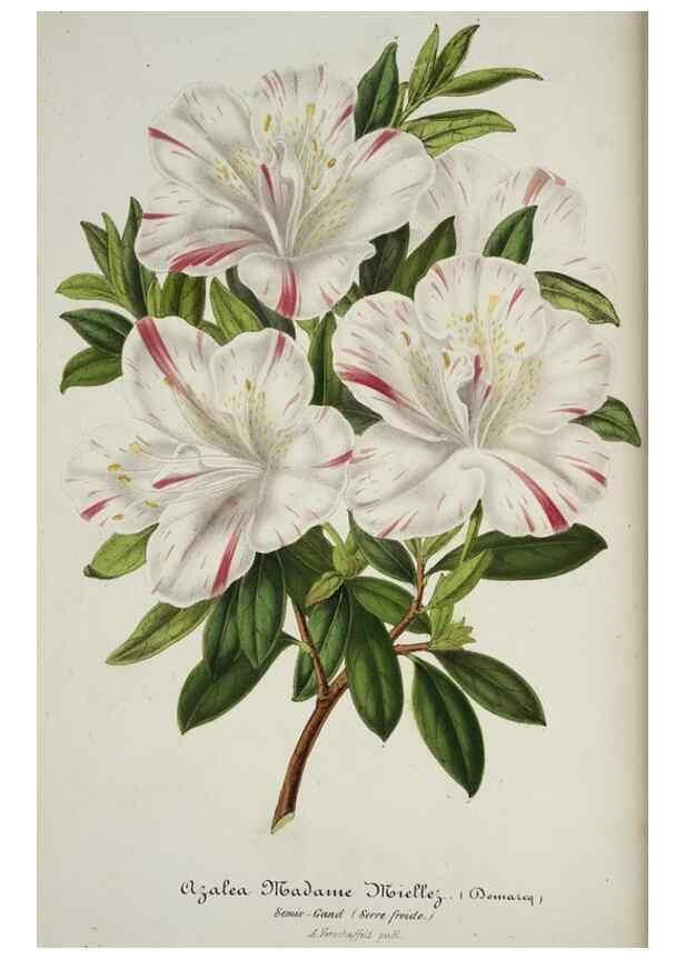Reproducción/Reproduction 49684327991: L'Illustration horticole :. Gand, Belgium :Imprimerie et lithographie de F. et E. Gyselnyck,1854-1896.. 