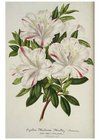 Reproducción/Reproduction 49684327991: L'Illustration horticole :. Gand, Belgium :Imprimerie et lithographie de F. et E. Gyselnyck,1854-1896.. 