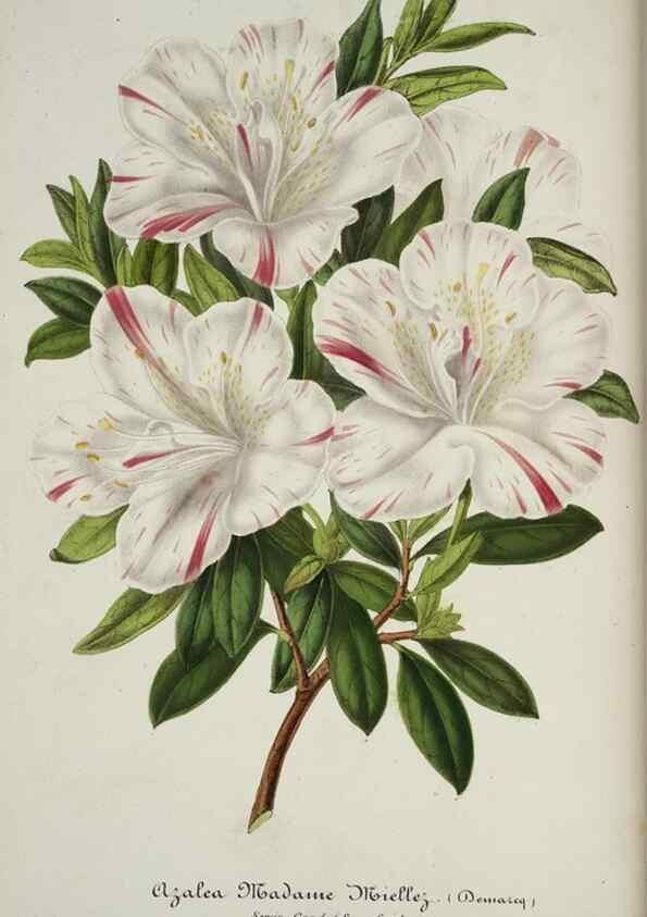 Reproducción/Reproduction 49684327991: L'Illustration horticole :. Gand, Belgium :Imprimerie et lithographie de F. et E. Gyselnyck,1854-1896.. 