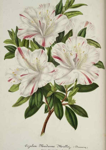 Reproducción/Reproduction 49684327991: L'Illustration horticole :. Gand, Belgium :Imprimerie et lithographie de F. et E. Gyselnyck,1854-1896.. 