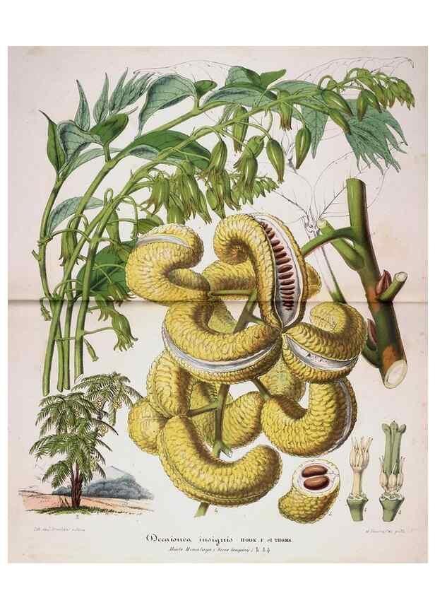 Reproducción/Reproduction 49684328231: L'Illustration horticole :. Gand, Belgium :Imprimerie et lithographie de F. et E. Gyselnyck,1854-1896.. 