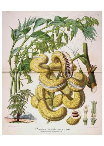 Reproducción/Reproduction 49684328231: L'Illustration horticole :. Gand, Belgium :Imprimerie et lithographie de F. et E. Gyselnyck,1854-1896.. 