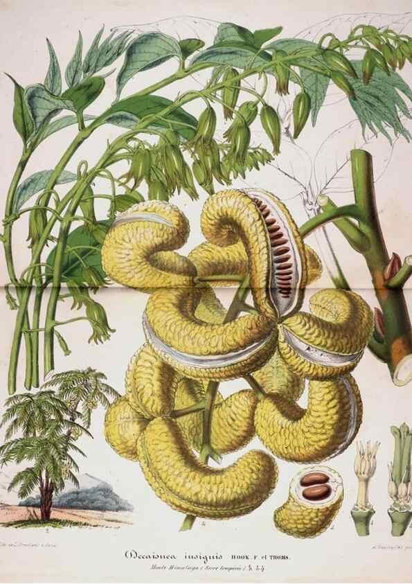 Reproducción/Reproduction 49684328231: L'Illustration horticole :. Gand, Belgium :Imprimerie et lithographie de F. et E. Gyselnyck,1854-1896.. 