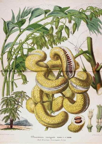 Reproducción/Reproduction 49684328231: L'Illustration horticole :. Gand, Belgium :Imprimerie et lithographie de F. et E. Gyselnyck,1854-1896.. 