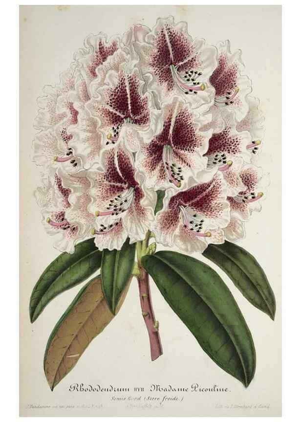 Reproducción/Reproduction 49684326381: L'Illustration horticole :. Gand, Belgium :Imprimerie et lithographie de F. et E. Gyselnyck,1854-1896.. 