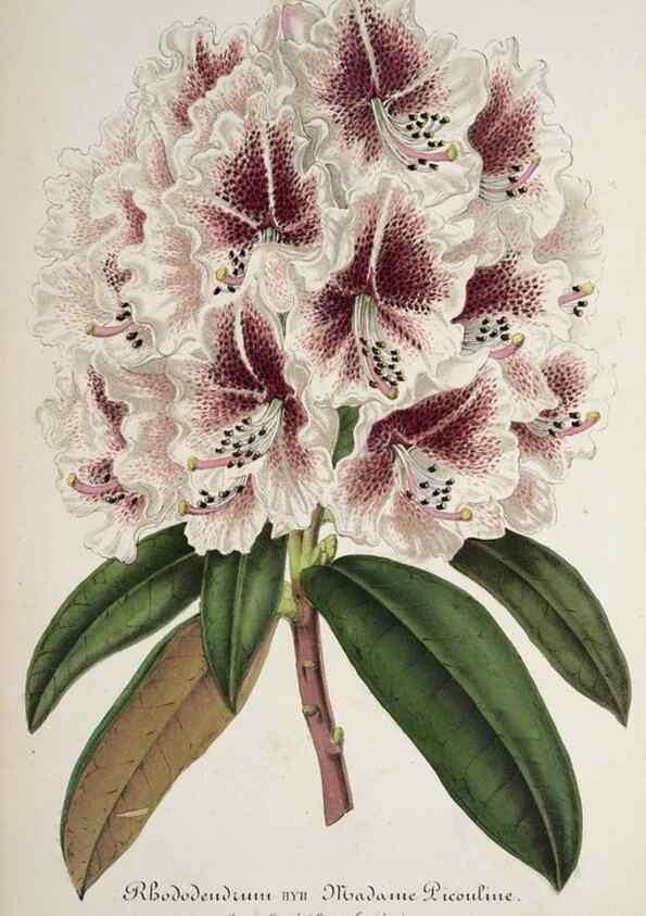 Reproducción/Reproduction 49684326381: L'Illustration horticole :. Gand, Belgium :Imprimerie et lithographie de F. et E. Gyselnyck,1854-1896.. 