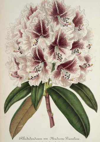Reproducción/Reproduction 49684326381: L'Illustration horticole :. Gand, Belgium :Imprimerie et lithographie de F. et E. Gyselnyck,1854-1896.. 