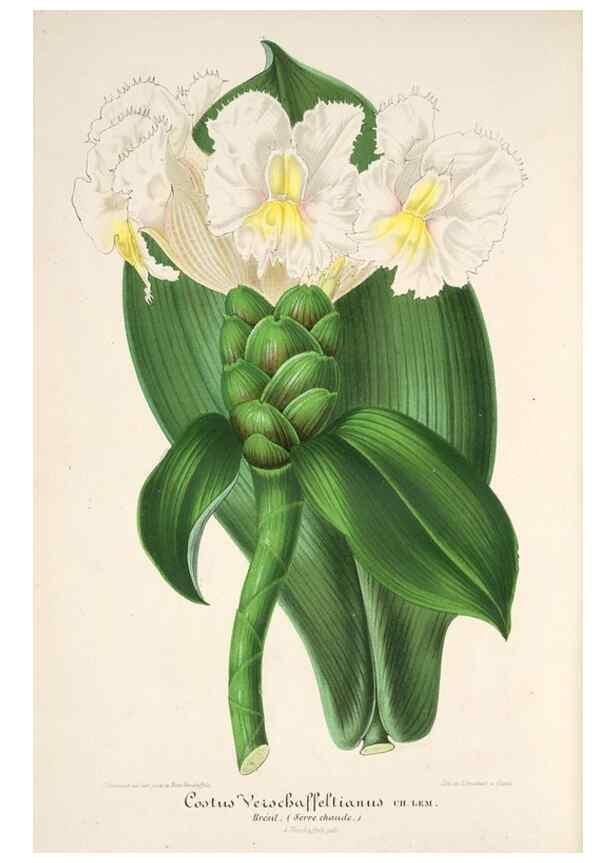 Reproducción/Reproduction 49686488347: L'Illustration horticole :. Gand, Belgium :Imprimerie et lithographie de F. et E. Gyselnyck,1854-1896.. 