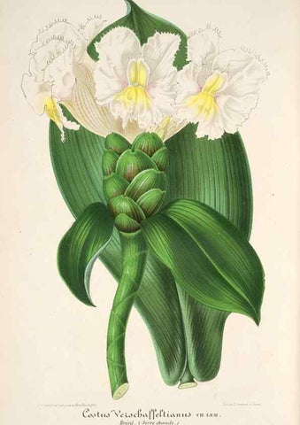 Reproducción/Reproduction 49686488347: L'Illustration horticole :. Gand, Belgium :Imprimerie et lithographie de F. et E. Gyselnyck,1854-1896.. 